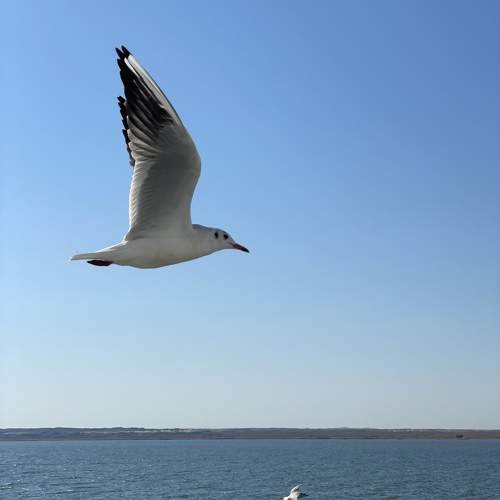 Photo #11113654