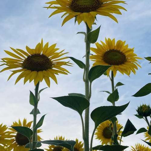 Photo #11113689