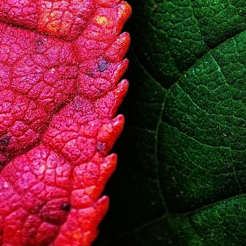 Photo #11113888