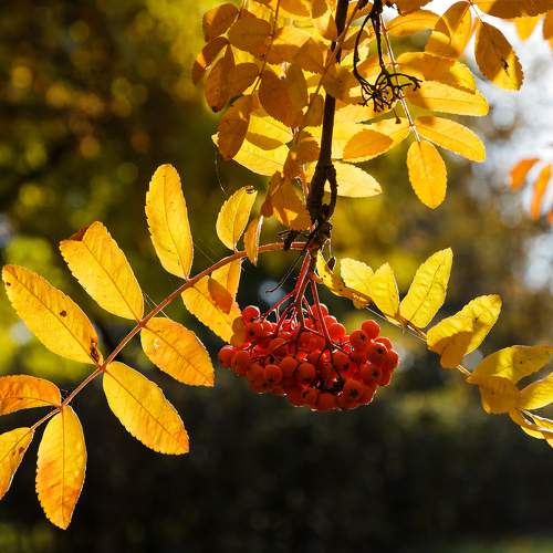 Photo #11114707