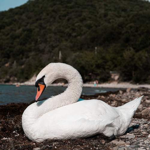 Photo #11114724