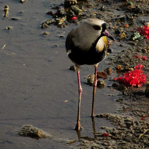 Photo #11115233