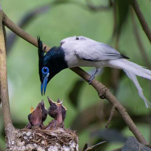 Indian Paradise Flycatcher.