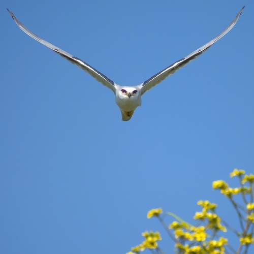 Black- Winged Kite