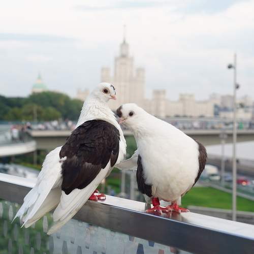 Photo #11115446