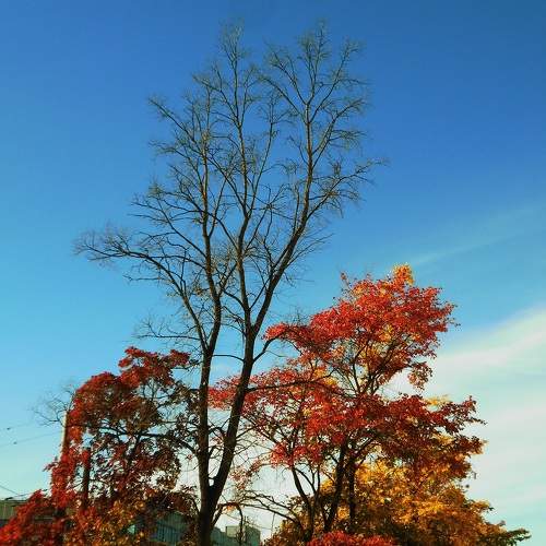 Photo #11115649