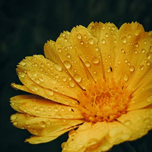 Photo #11115745