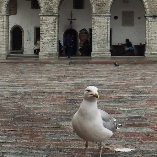 Photo #11116315