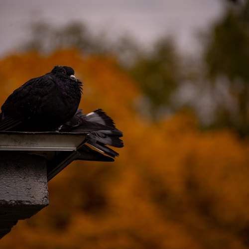 Photo #11116343