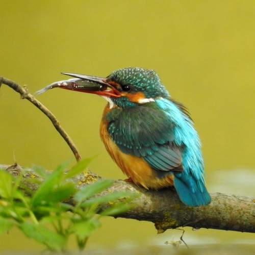 Photo #11116506