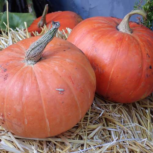 Photo #11116578