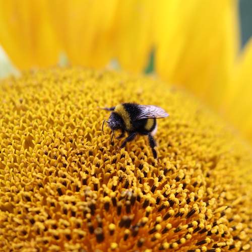 Photo #11116605