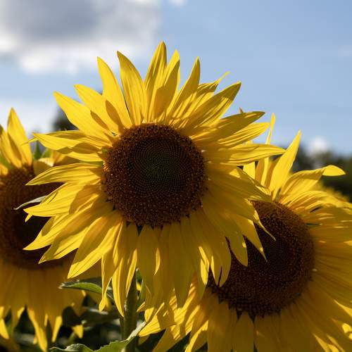 Photo #11116607