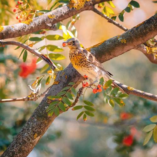 Photo #11116851