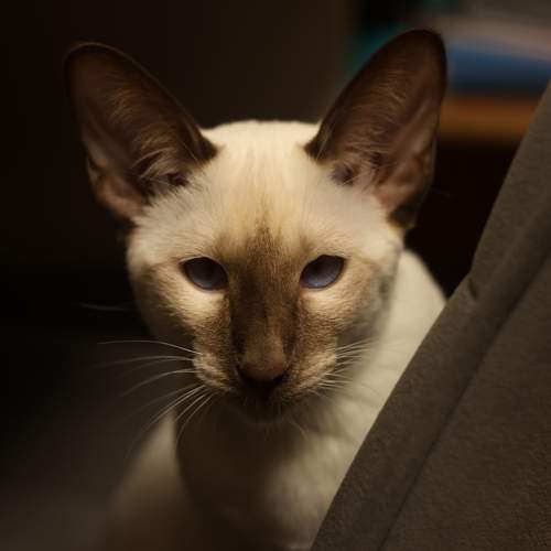 Photo #11117355