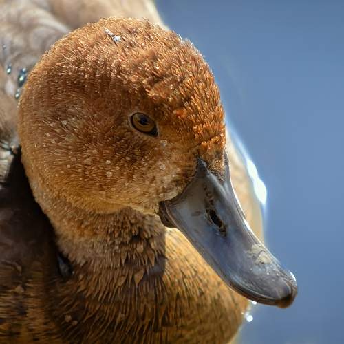 Photo #11117525