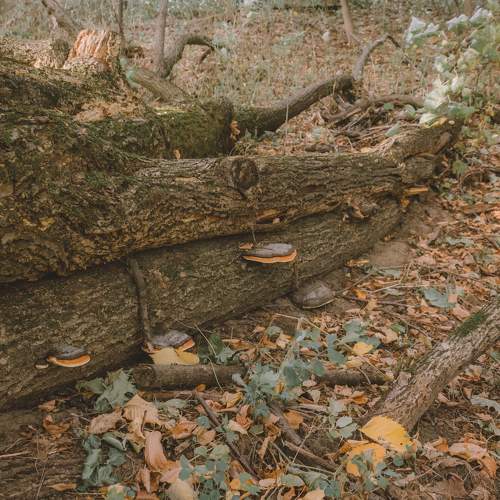 Photo #11117634