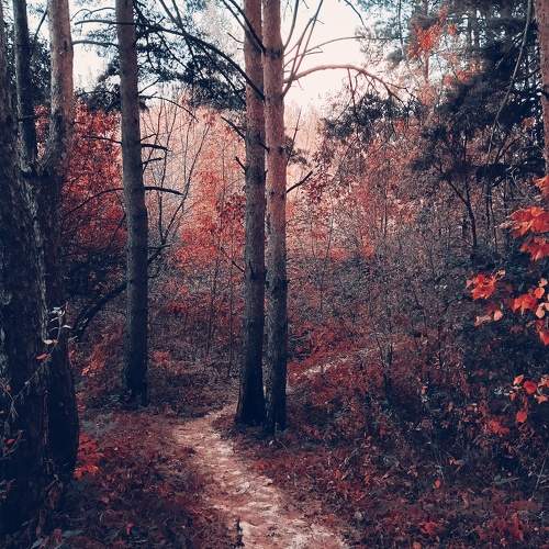 Photo #11117931