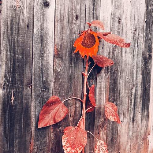 Photo #11117974