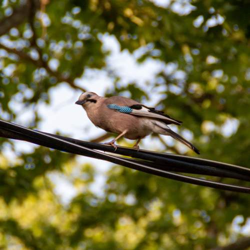 Photo #11118345