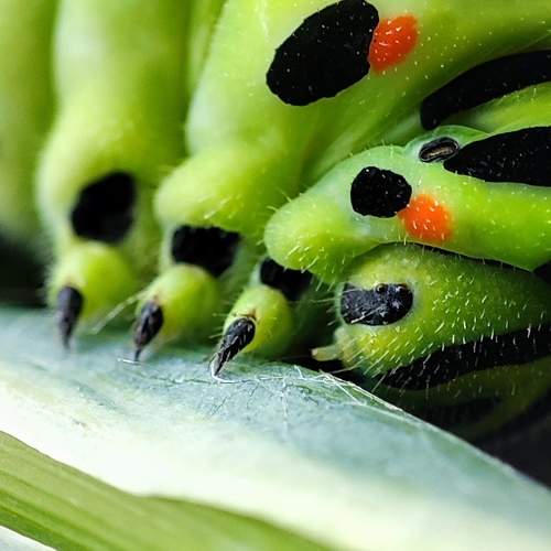 Photo #11118386