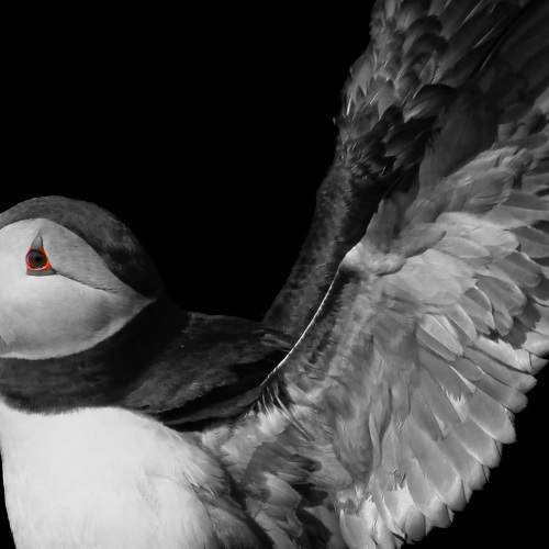 A Taste of Skomer