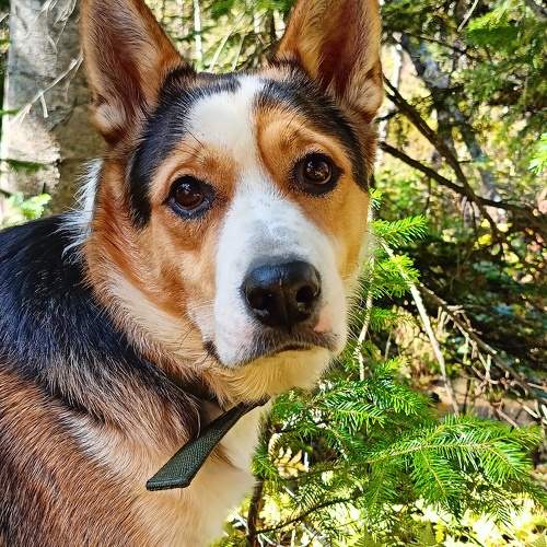 Photo #11118622