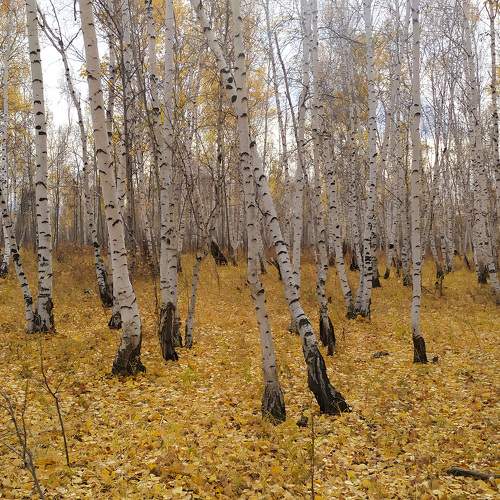 Photo #11118657