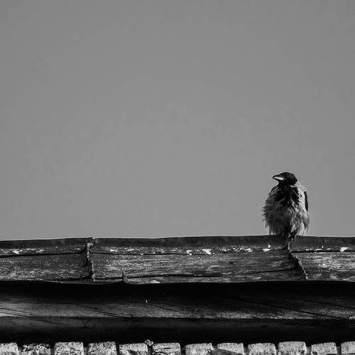 Photo #11118941