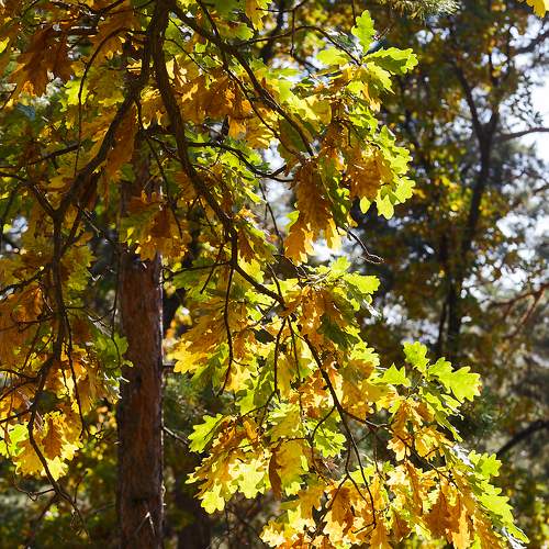 Photo #11119082