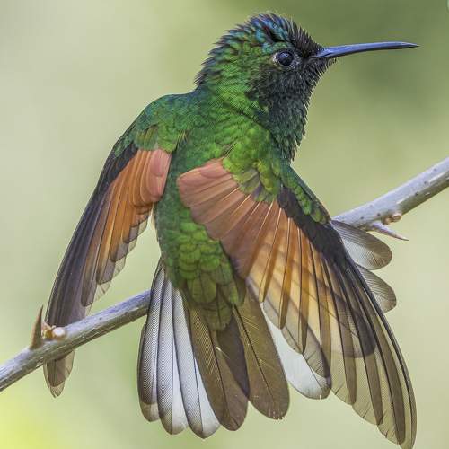 Plumas danzantes