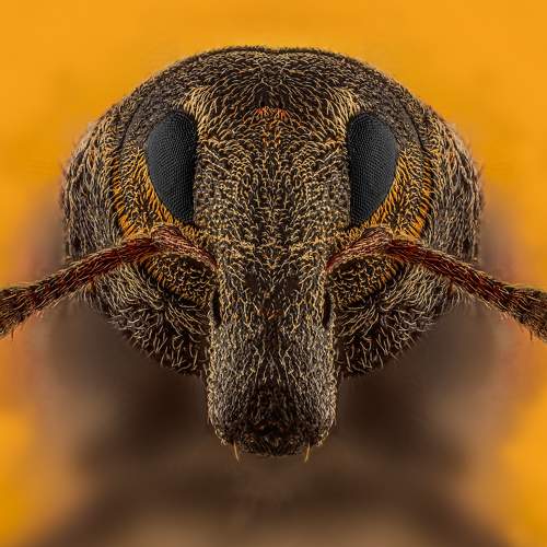 Photo #11119103