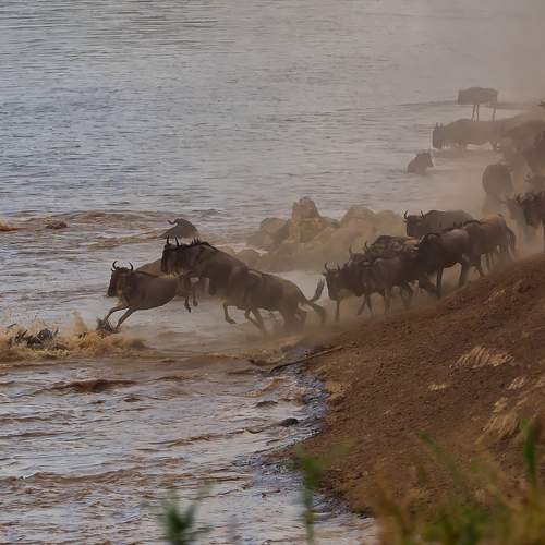 Photo #11119453