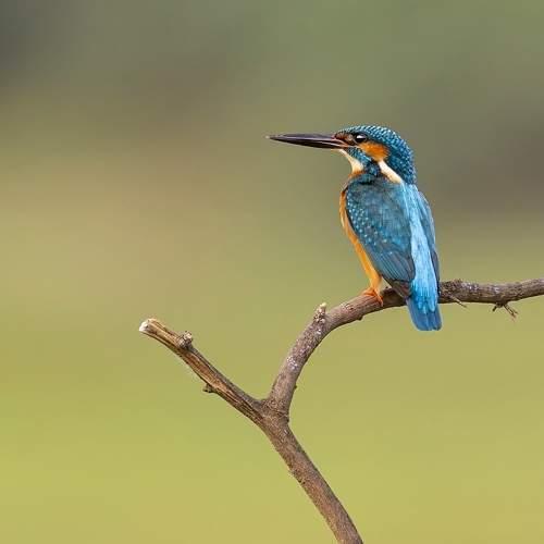 Photo #11119494