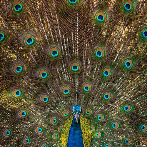 The Indian Peafowl