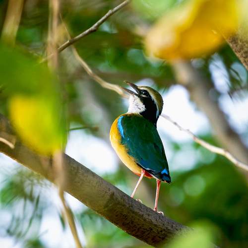 Indian pitta