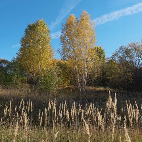 Photo #11119796