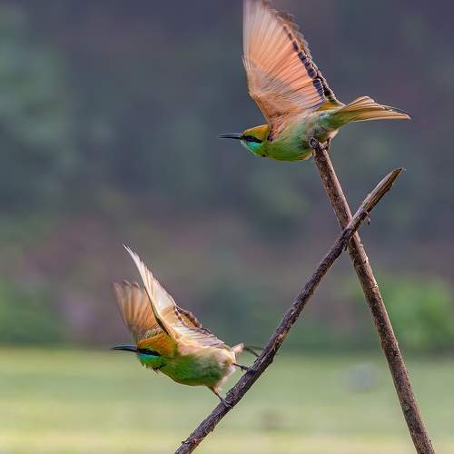 Green Bee Eater