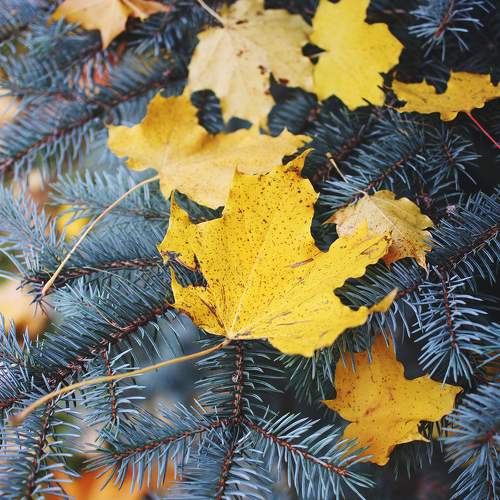 Photo #11119980
