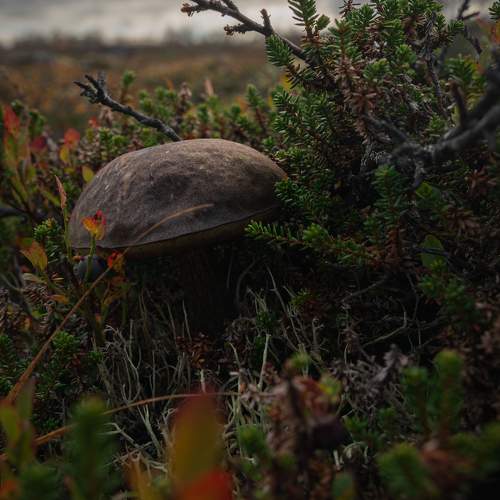 Photo #11120026