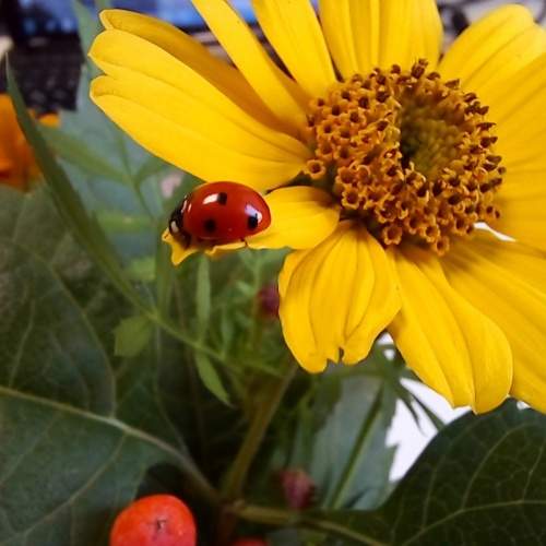 Photo #11120089