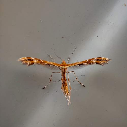 Photo #11120250