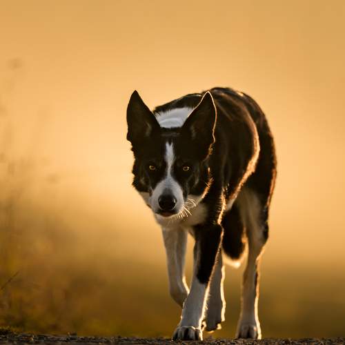 Photo #11120788