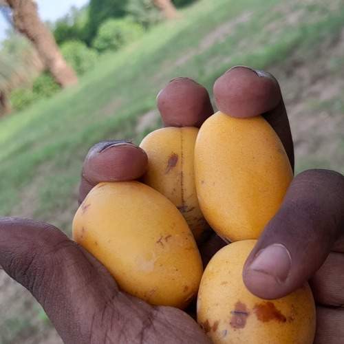 Eating dates at the date farm
