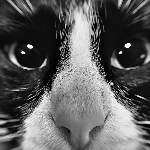 Photo #11120899