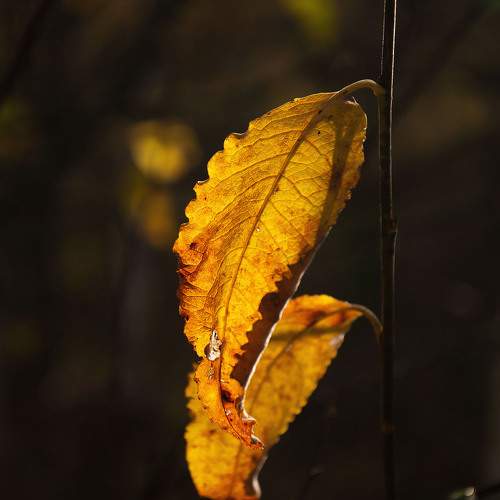 Photo #11121062