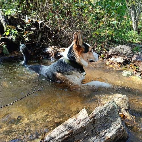 Photo #11121067