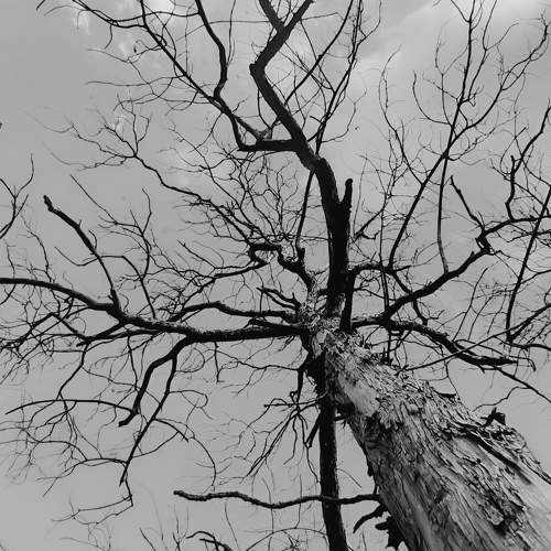 Photo #11121507