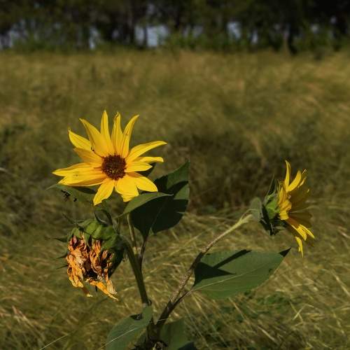 Photo #11121841