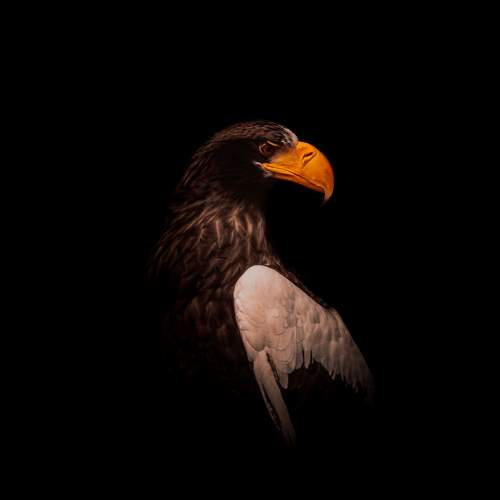Photo #11121889